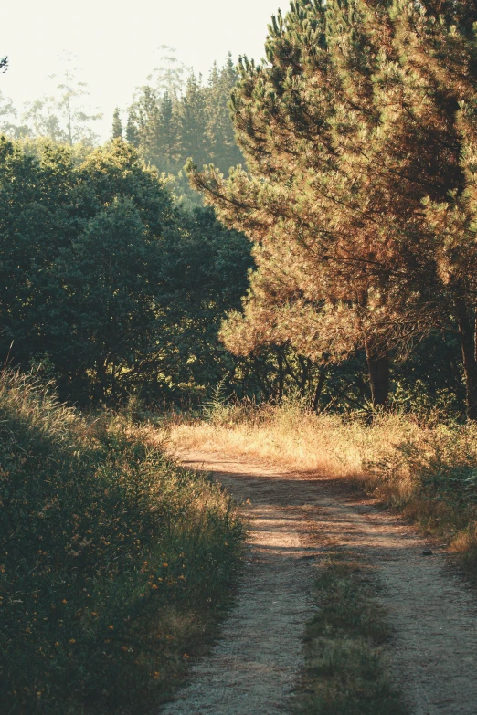 a dirt road surrounded by tall grass and trees, pine trees, soft sunlight dappling, parks, wide film still