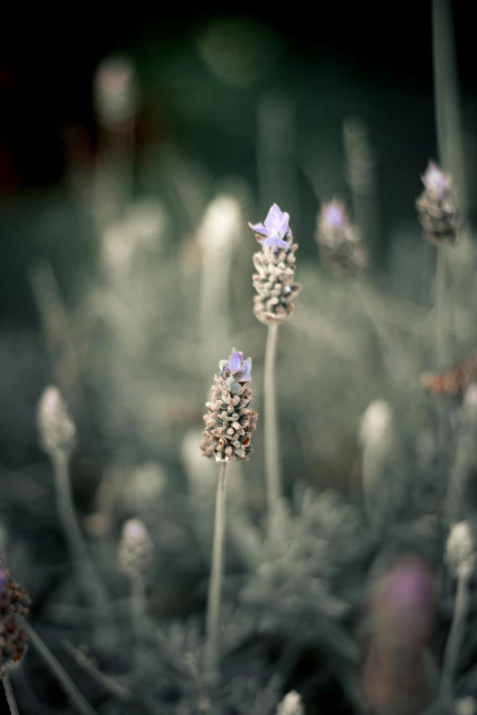 a bunch of purple flowers sitting on top of a lush green field, a macro photograph, unsplash, renaissance, grey, detailed medium format photo, lavender, spines and towers