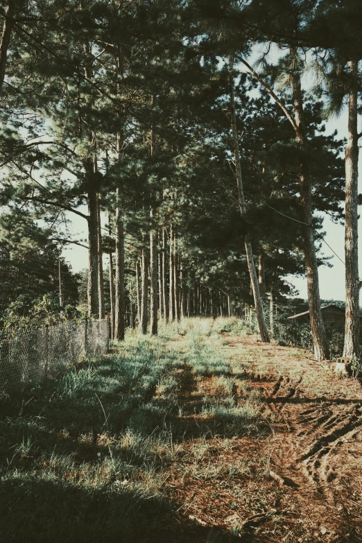 a dirt road in the middle of a forest, an album cover, unsplash, land art, vsco film grain, maritime pine, historical image, ((trees))