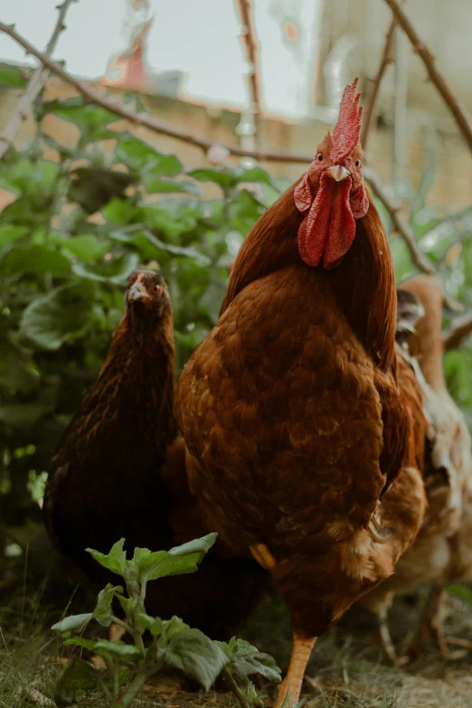 a group of chickens standing next to each other, a portrait, pexels contest winner, renaissance, next to a plant, profile image, brown, slide show