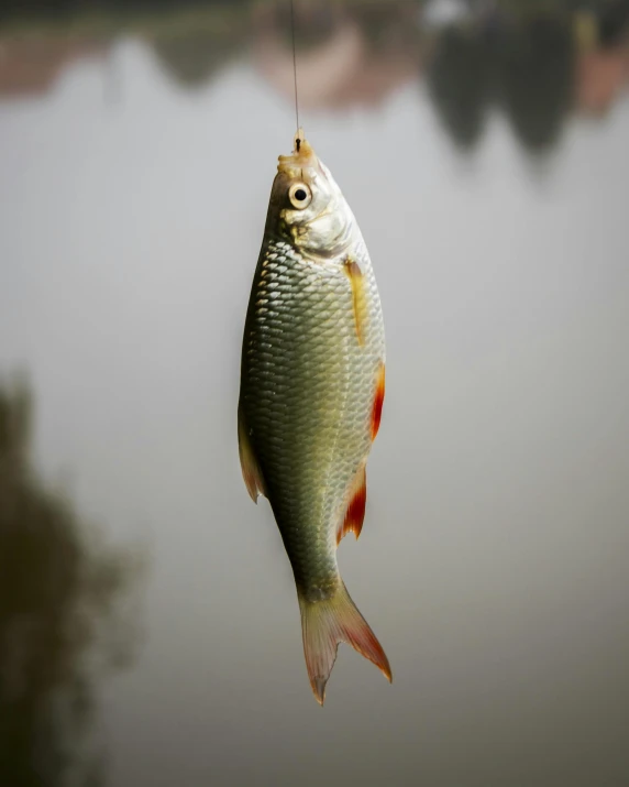 a fish hanging from a hook in front of a body of water, on a gray background, caught on camera, transgender, trending photo