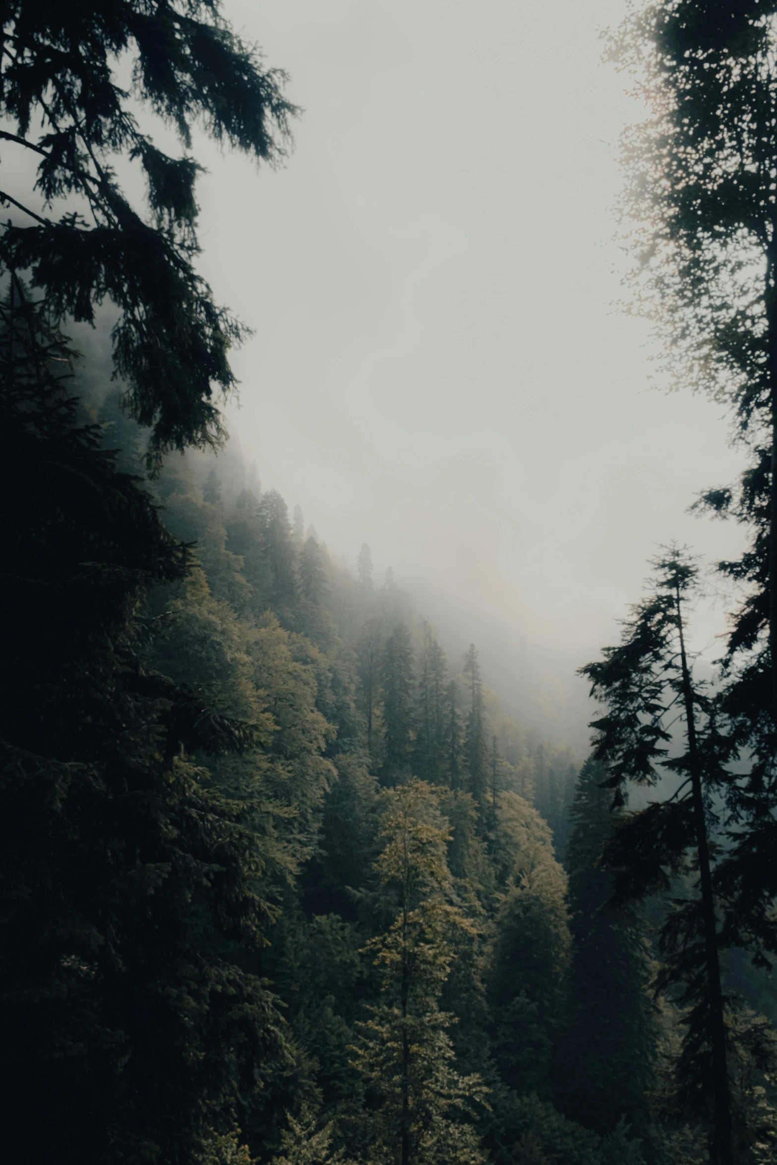 a forest filled with lots of green trees, inspired by Elsa Bleda, unsplash contest winner, romanticism, dark misty foggy valley, ((trees)), light grey mist, roofed forest