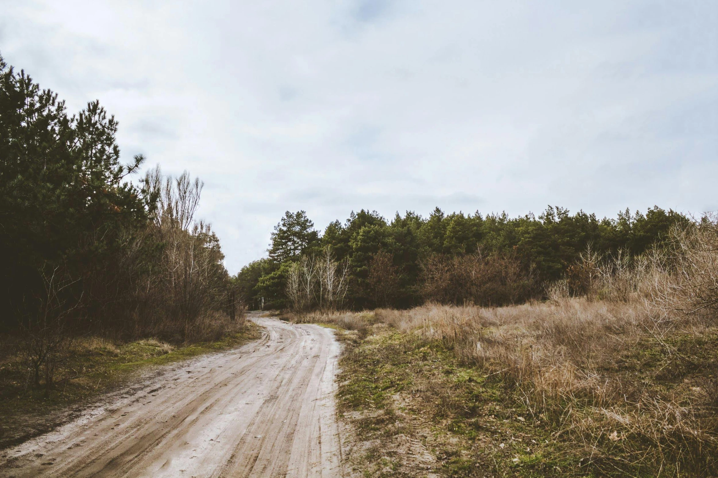 a dirt road in the middle of a field, by Lucia Peka, unsplash, naturalism, sparse pine forest, vintage photo, dasha taran, hunting