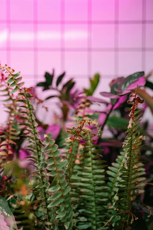 a teddy bear sitting on top of a lush green plant, fuschia leds, overgrown with huge ferns, neon jungle, faded pink