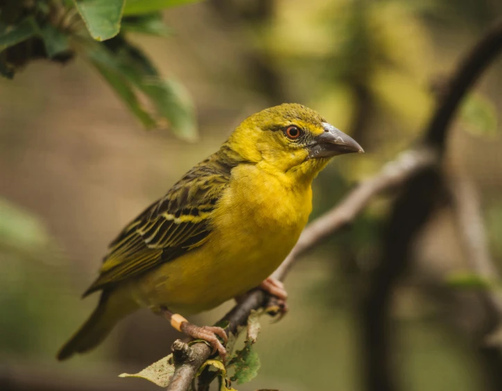 a yellow bird sitting on top of a tree branch, a portrait, pexels contest winner, renaissance, chilean, sri lanka, male and female, mid 2 0's female