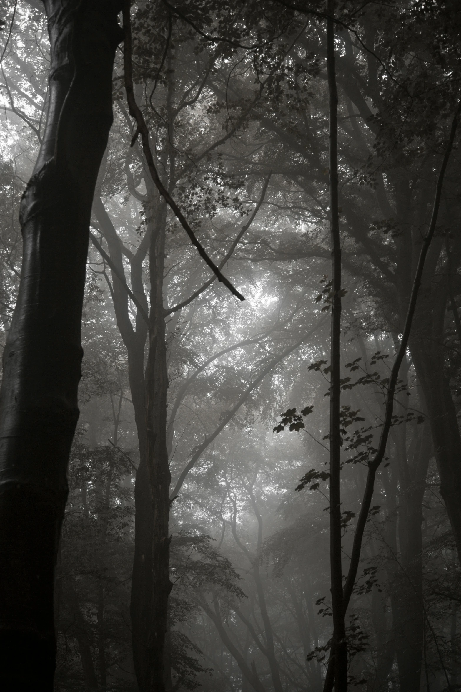 a black and white photo of a foggy forest, unsplash contest winner, tonalism, light and dark, steampunk forest, ((forest))