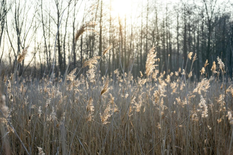 a field with tall grass and trees in the background, by Thomas Häfner, unsplash, visual art, winter sun, phragmites, celebration, medium format. soft light