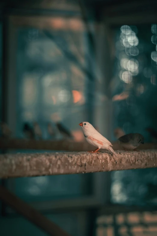 a couple of birds sitting on top of a metal rail, inspired by Elsa Bleda, pexels contest winner, aestheticism, soft lights, albino mystic, 8k 28mm cinematic photo, portrait of a small