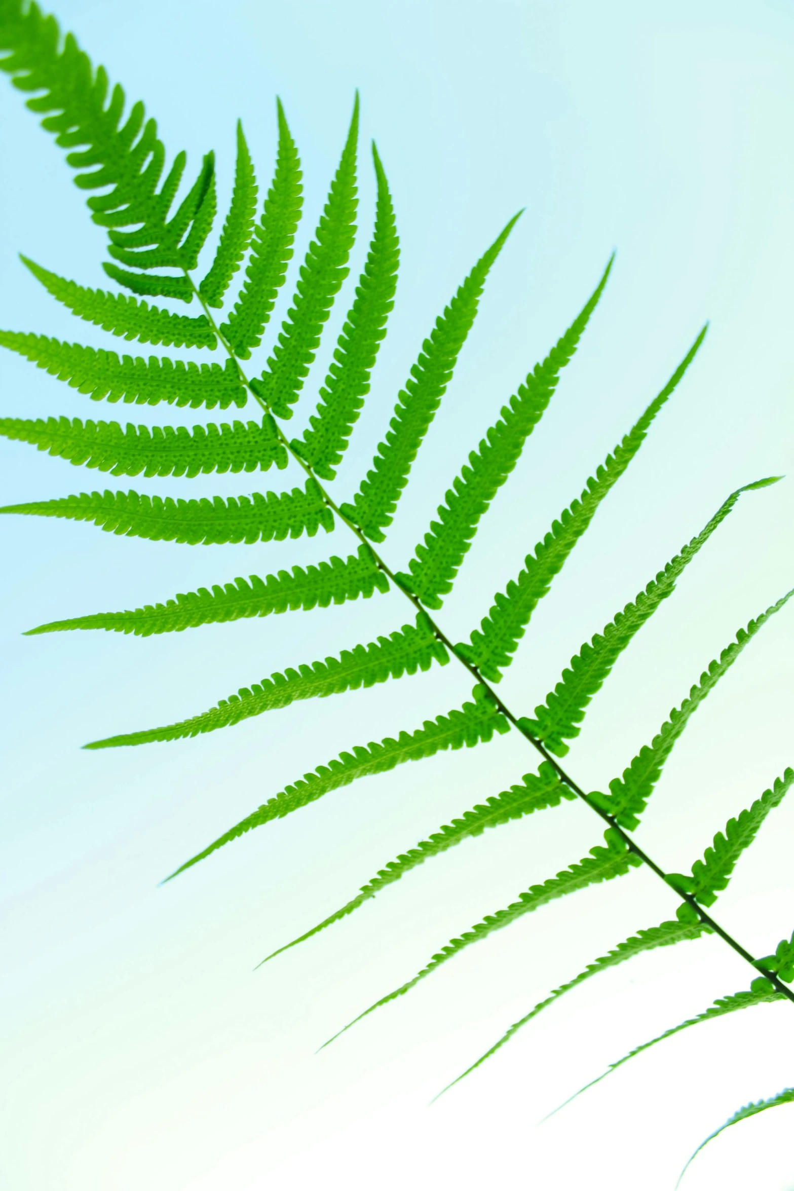 a close up of a fern leaf against a blue sky, profile image