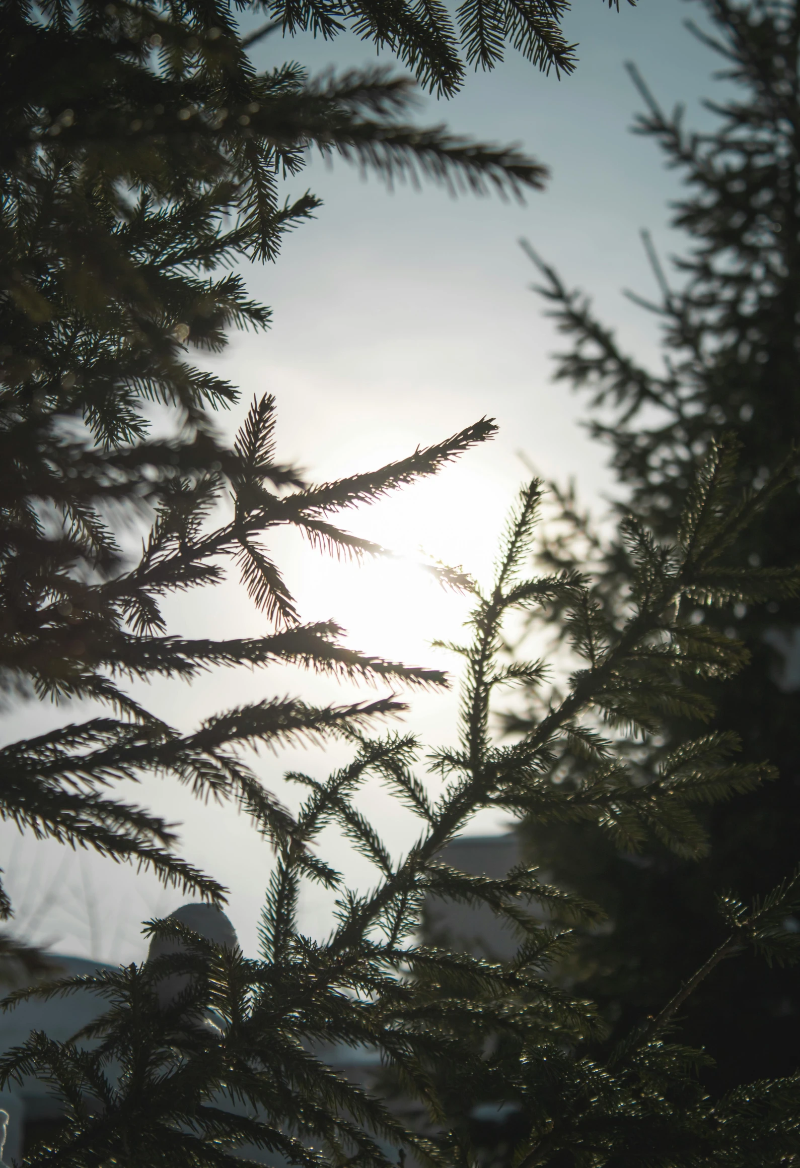 the sun shines through the branches of a pine tree, inspired by Elsa Bleda, unsplash, shot from roofline, soft light - n 9, outdoor photo, spruce trees