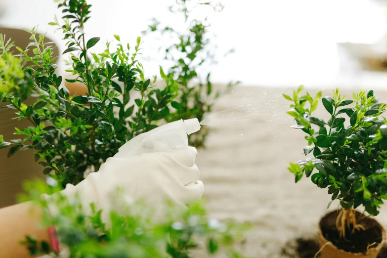 a close up of two potted plants on a table, a picture, unsplash, figuration libre, spraying liquid, hedge, manuka, gloves on hands