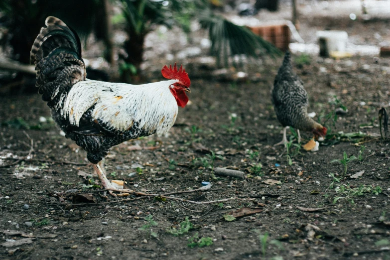 a group of chickens standing on top of a dirt field, an album cover, unsplash, indonesia, 7 0 mm photo, two male, background image