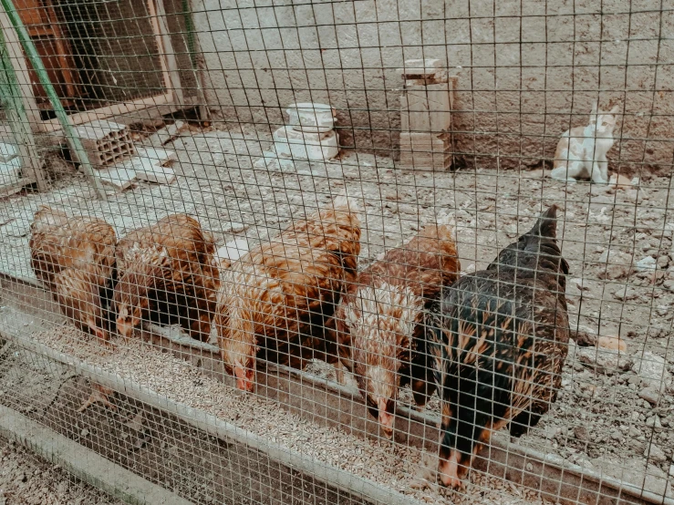 a group of chickens standing next to each other in a cage, by Emma Andijewska, pexels contest winner, trending on vsco, meats on the ground, 2 0 2 2 photo, 🦩🪐🐞👩🏻🦳