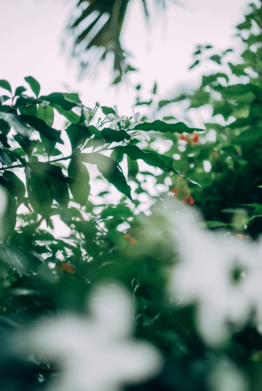 a bird sitting on top of a lush green tree, inspired by Elsa Bleda, unsplash, romanticism, blurry footage, fruit trees, honeysuckle, just after rain