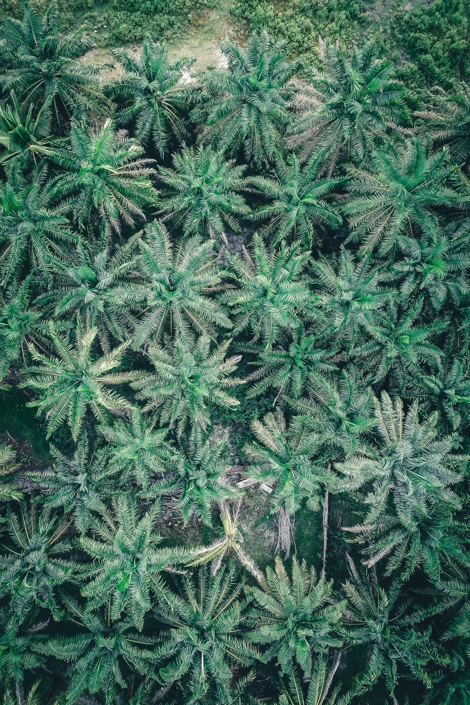 a bunch of marijuana plants growing in a field, inspired by Elsa Bleda, trending on unsplash, sumatraism, dji top down view, coconut palms, full frame image, ((trees))