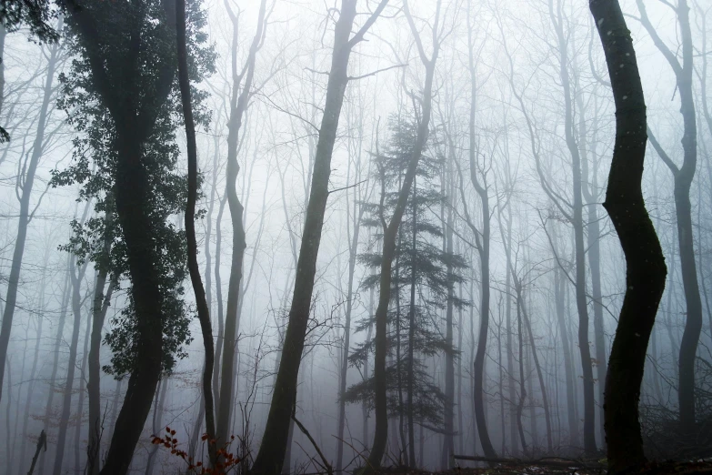 a foggy forest filled with lots of tall trees, a picture, inspired by Elsa Bleda, pexels contest winner, romanticism, bare trees, william penn state forest, ((forest)), 'silent hill '