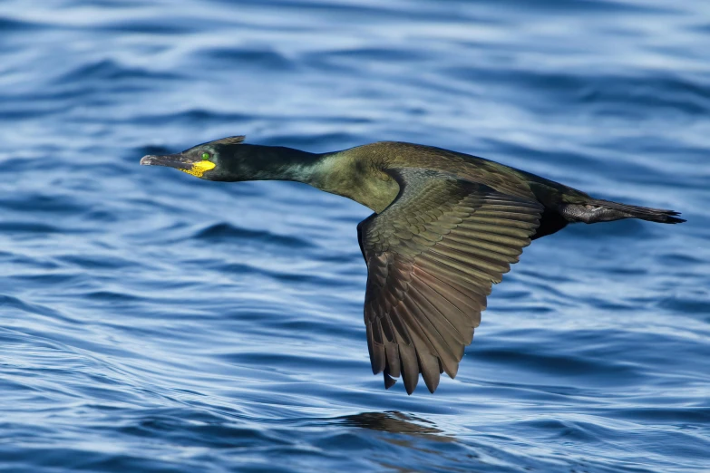 a bird flying over a body of water, by Jan Tengnagel, pexels contest winner, hurufiyya, shag, with a yellow beak, national geographic ”, slide show