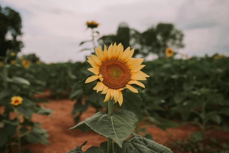 a field of sunflowers on a cloudy day, a picture, pexels contest winner, vsco film grain, large flower head, single, brown