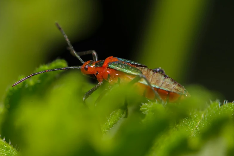 a red bug sitting on top of a green leaf, by Robert Brackman, pexels contest winner, hurufiyya, green legs, digital image, fire flies, ultra high res