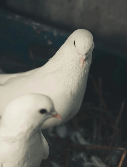 a couple of white pigeons standing next to each other, pexels contest winner, photorealism, trending on vsco, dimly lit, demna gvasalia, clean shaven