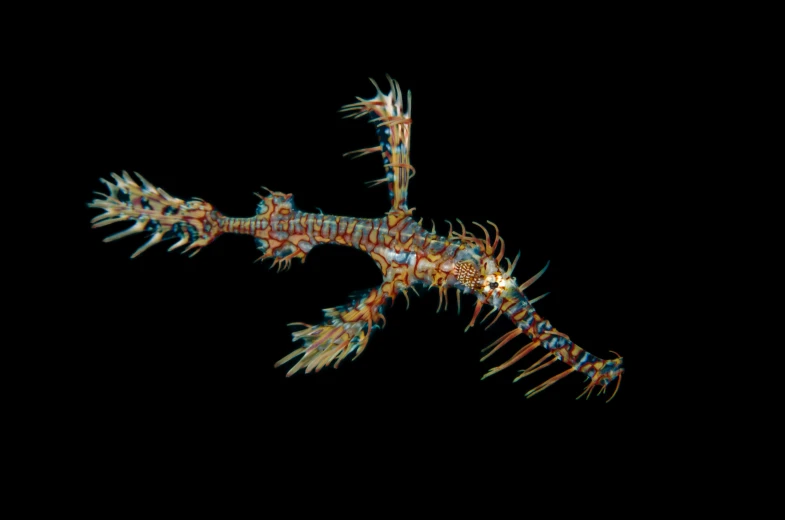 a close up of a fish on a black background, a microscopic photo, by Robert Jacobsen, hurufiyya, underwater sea dragon full body, taken in the early 2020s, giant centipede, ultra intricate