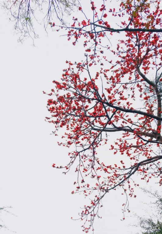 a red fire hydrant sitting on top of a lush green field, inspired by Jung Park, trending on unsplash, aestheticism, birds on cherry tree, 2 5 6 x 2 5 6, winter photograph, “berries