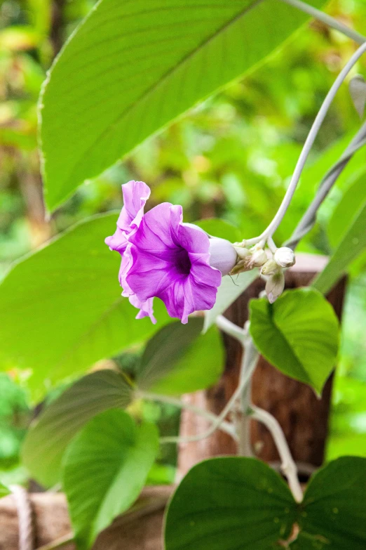 a purple flower sitting on top of a green plant, vines hanging from trees, laos, exterior botanical garden