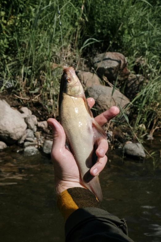 a person holding a fish in a body of water, colorado, vanilla, holding it out to the camera, 2 5 6 x 2 5 6 pixels