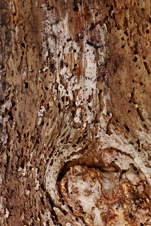 a heart carved in the bark of a tree, an album cover, by Rudolf Schlichter, trending on pexels, high texture detail, mantid features, brown holes, quixel megascans