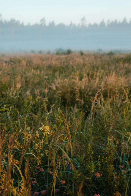 a fire hydrant sitting in the middle of a field, by Attila Meszlenyi, early morning light fog, panoramic, phragmites, prairie