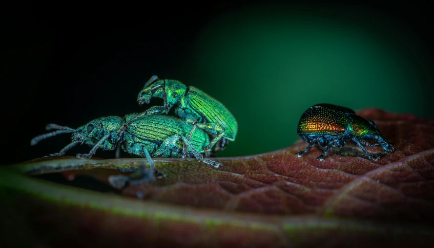 a couple of beetles sitting on top of a leaf, a macro photograph, by Adam Marczyński, pexels contest winner, dark neon colored rainforest, by greg rutkowski, in the forest at night, megascans