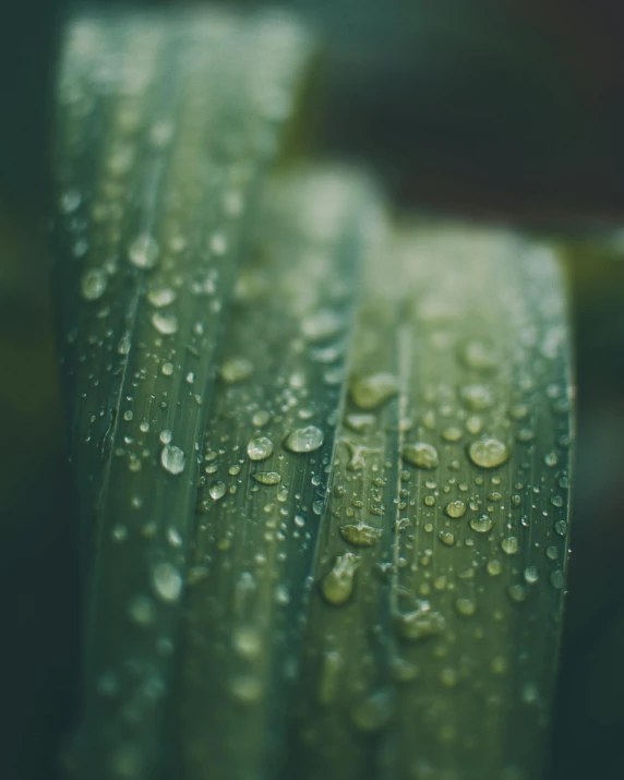 a close up of a leaf with water droplets on it, inspired by Elsa Bleda, unsplash, greenish expired film, ilustration, trending photo