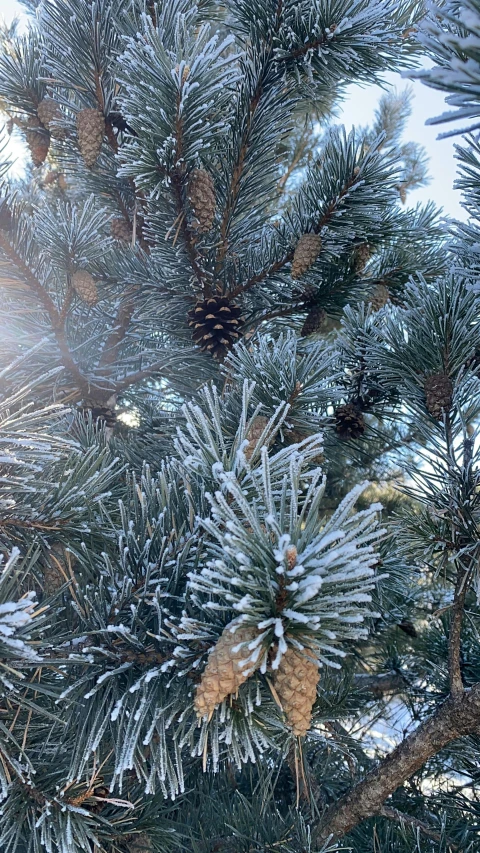 the sun shines through the branches of a pine tree, inspired by Arthur Burdett Frost, pexels, decorations, zoomed in shots, al fresco, where a large