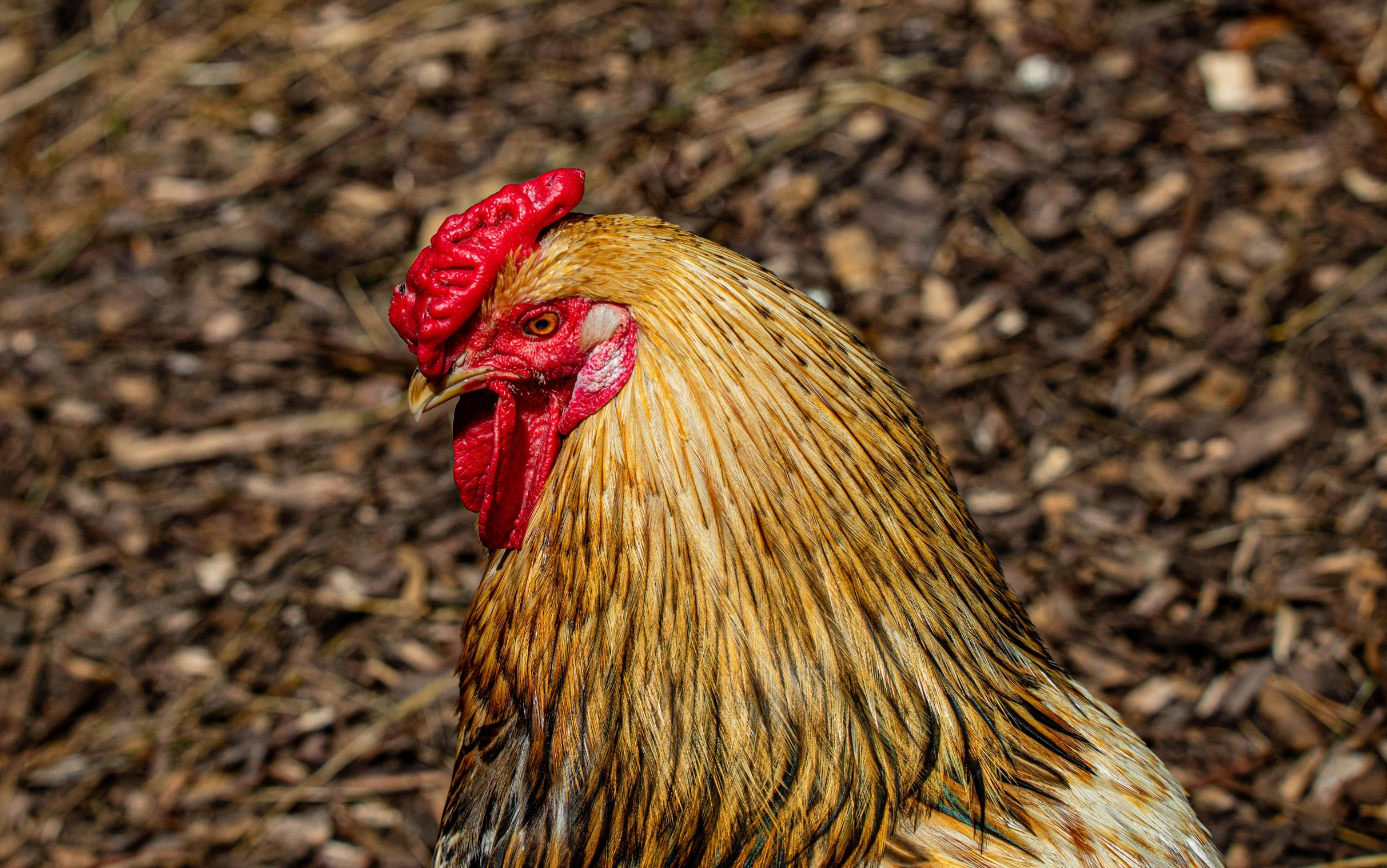 a close up of a rooster with a red comb, a portrait, unsplash, brown, a wooden, a tall, nature photo