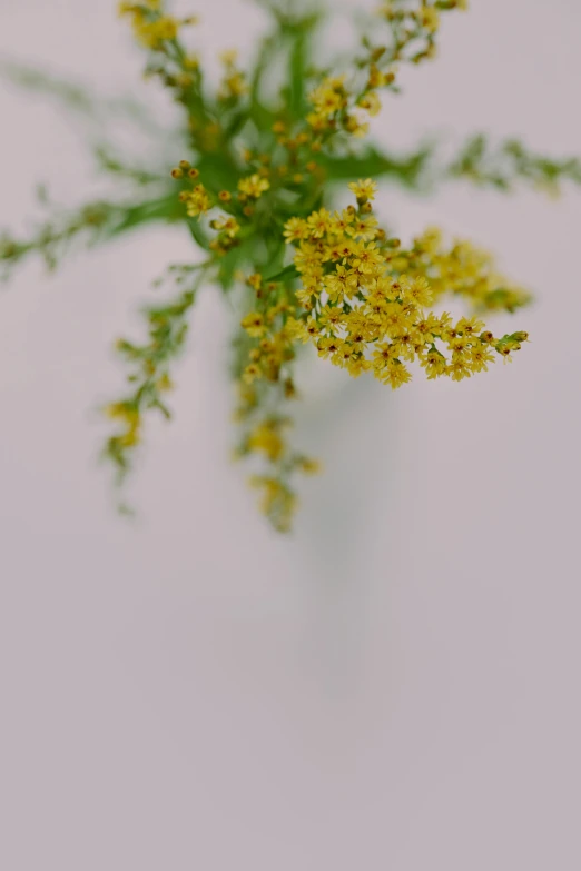 a vase filled with yellow flowers on top of a table, by Jessie Algie, trending on unsplash, minimalism, delicate fog, herbs, rendered in 4 k, medium close-up shot