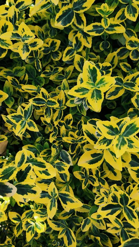 a teddy bear sitting on top of a bush, yellow and green, photograph from above, very large basil leaves, vibrant patterns