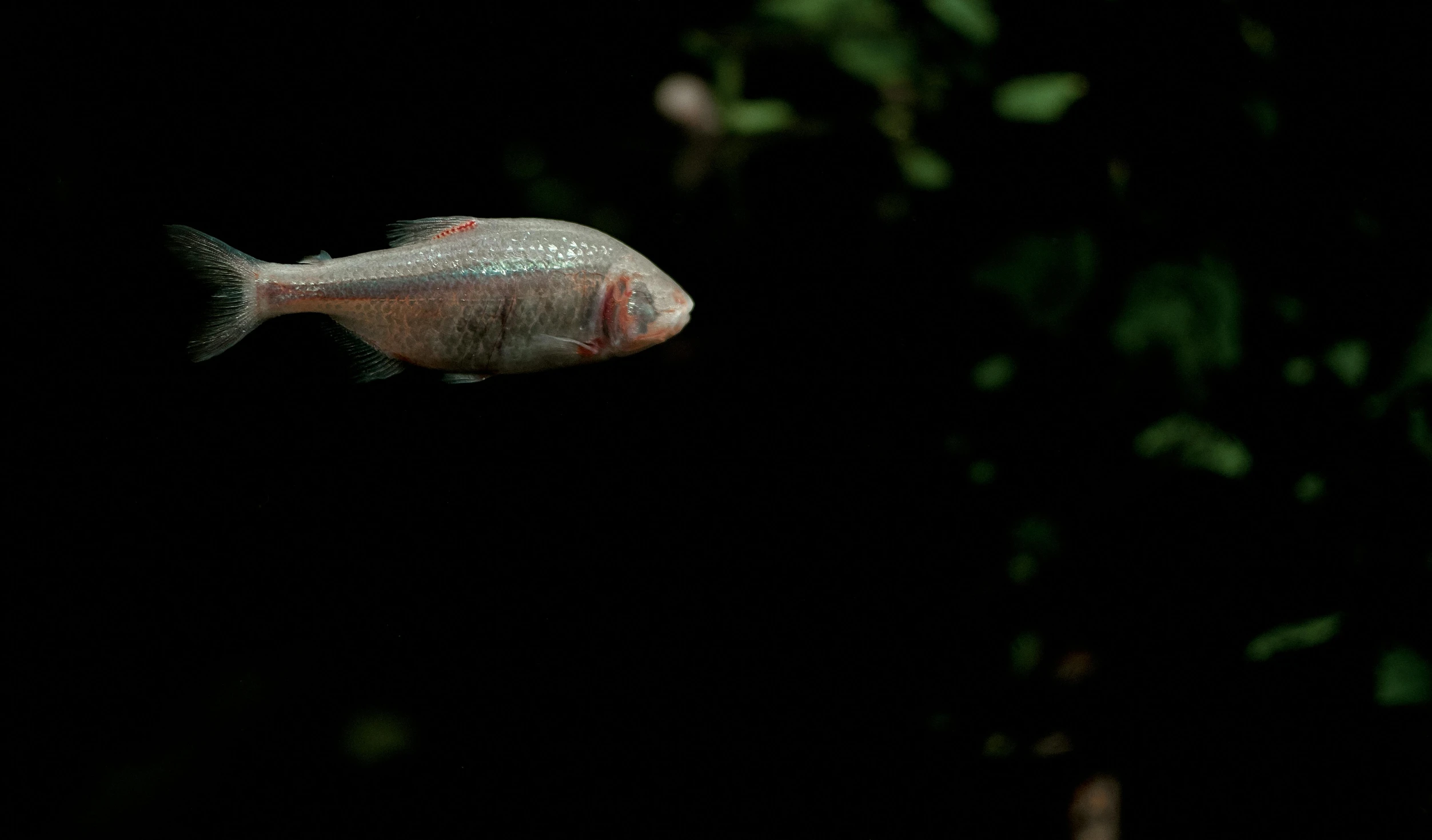 a fish that is swimming in some water, by Attila Meszlenyi, unsplash, photorealism, medium format. soft light, silvergill adept, out in the dark, post processed 4k