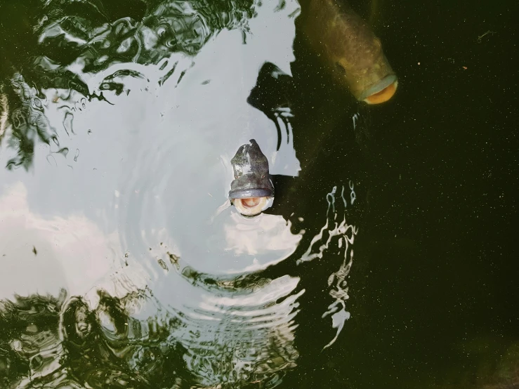 there is a fish that is swimming in the water, an album cover, by Attila Meszlenyi, unsplash, hurufiyya, ignant, platypus, floating headsets, fishing