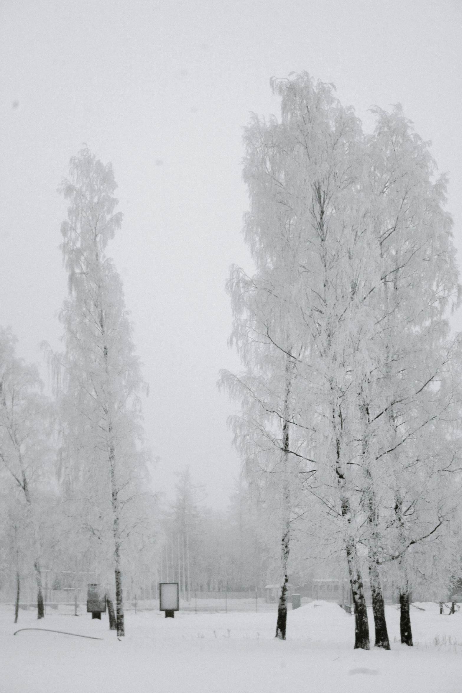 a group of trees that are standing in the snow, tarmo juhola, covered in white flour, ((trees)), reduced visibility