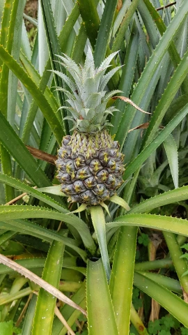 a pineapple sitting on top of a green plant, square, uncropped, very large, grey