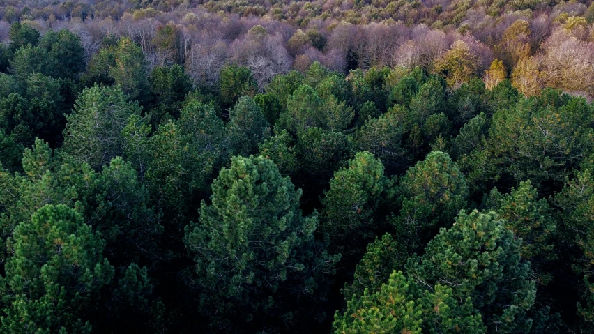 a forest filled with lots of green trees, hurufiyya, ((trees)), drone photograpghy, in avila pinewood, alessio albi