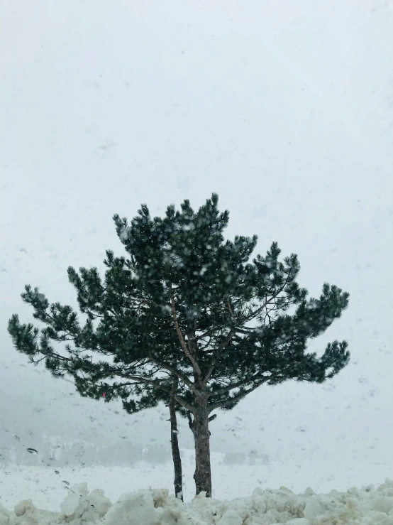 a lone tree in the middle of a field of snow, pexels contest winner, hurufiyya, pines symbol in the corners, rainy outside, photo on iphone, ((trees))