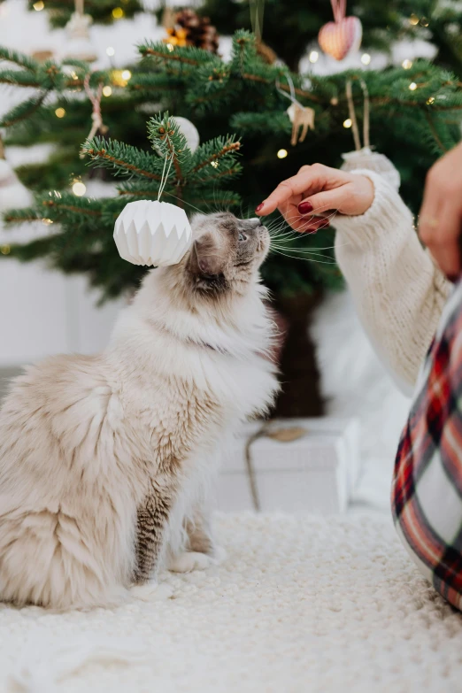 a person petting a cat in front of a christmas tree, white, profile image, organic ornaments, lush surroundings