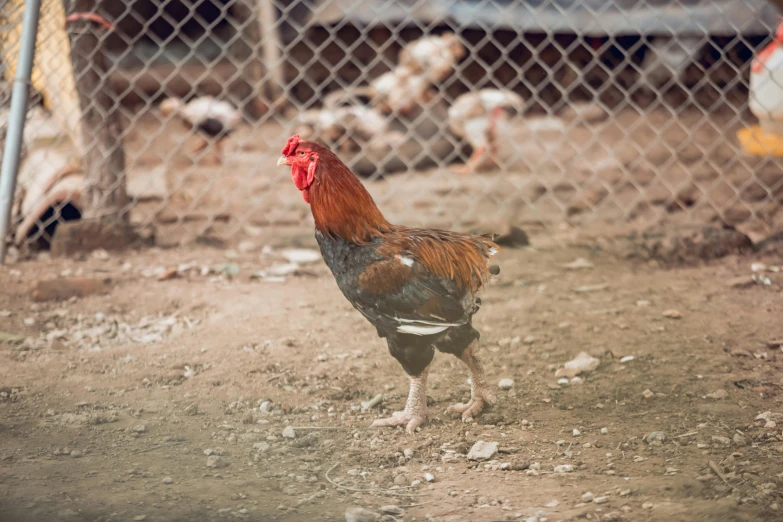 a rooster standing in front of a chain link fence, a portrait, unsplash, old color photo, kek, pet animal, an ancient