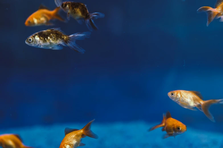 a group of goldfish swimming in an aquarium, an album cover, trending on unsplash, photorealism, blue and gold, hd footage, fan favorite, fishes floating in bedroom