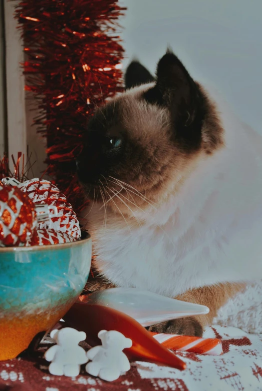 a close up of a cat near a bowl of food, a cross stitch, pexels contest winner, festive, aesthetic siamese cat, decadent, christmas