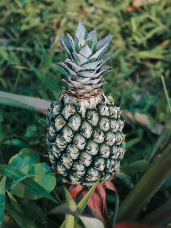 a close up of a pineapple on a plant, profile image