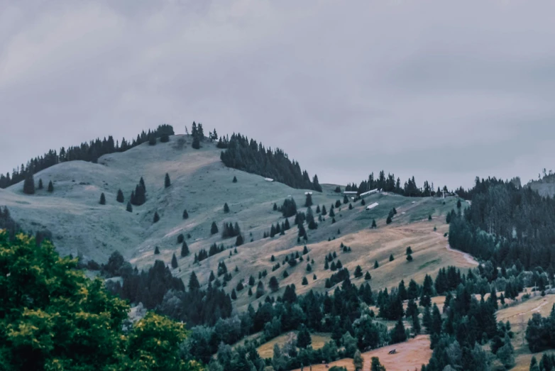 a herd of cattle grazing on top of a lush green hillside, by Carey Morris, unsplash contest winner, post-impressionism, black fir, overcast, chairlifts, background image