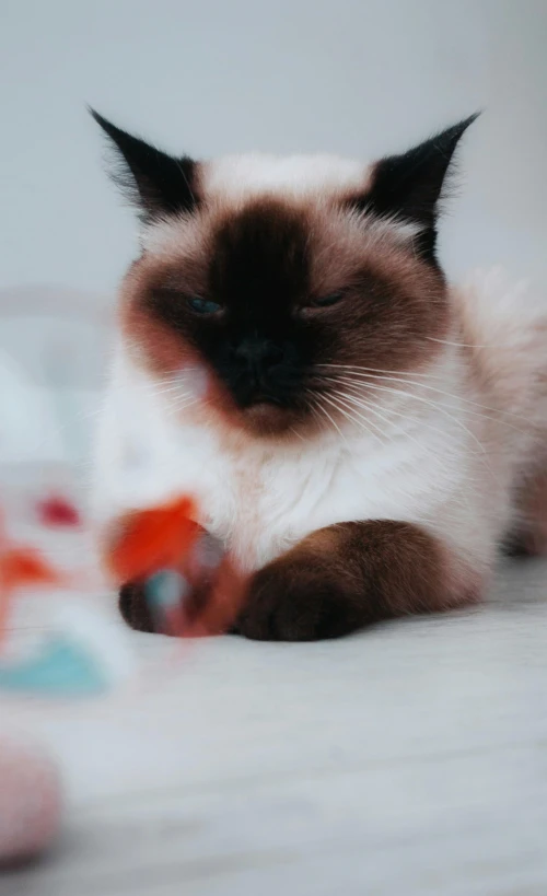 a cat that is laying down on a bed, by Emma Andijewska, pexels contest winner, toys, fish, low quality photo, aesthetic siamese cat