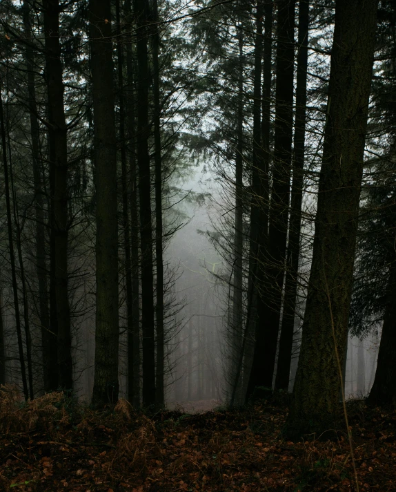 a fire hydrant sitting in the middle of a forest, an album cover, by Attila Meszlenyi, unsplash contest winner, ((trees)), gray fog, pine wood, low-light